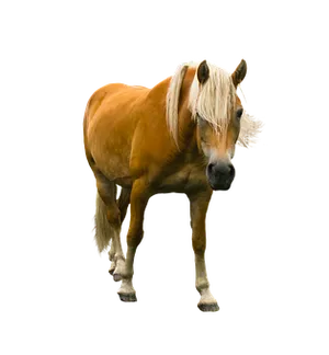 Palomino Horse Black Background