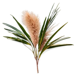 Pampas C PNG image