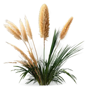 Pampas D PNG image