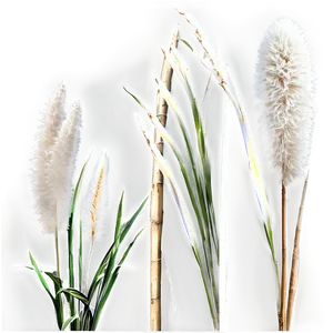 Pampas Grass A