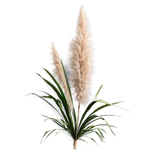 Pampas Grass B