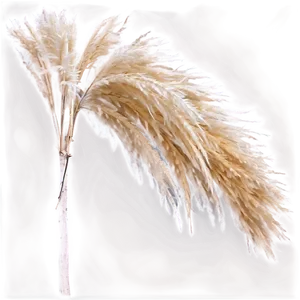 Pampas Grass Blade PNG 06272024 PNG