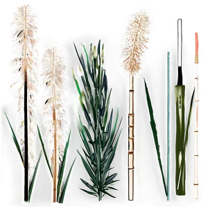 Pampas Grass Blade PNG Nuq80 PNG