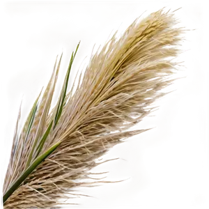 Pampas Grass Blade PNG Upd PNG