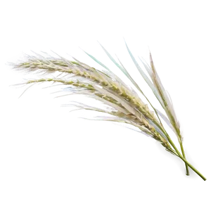 Pampas Grass Blade PNG Vaw13 PNG