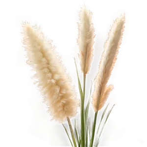 Pampas Grass Bouquet PNG 06272024