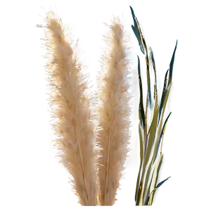 Pampas Grass By River PNG 06122024