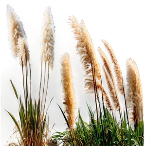 Pampas Grass By River PNG Pgl71