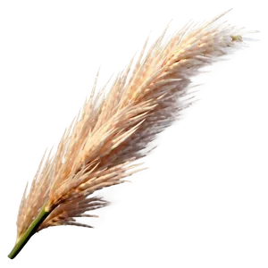 Pampas Grass Closeup PNG 06272024