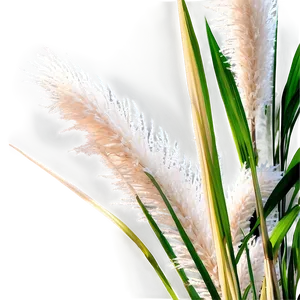Pampas Grass Closeup PNG 06272024