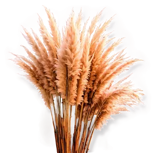 Pampas Grass Closeup Png 23 PNG image