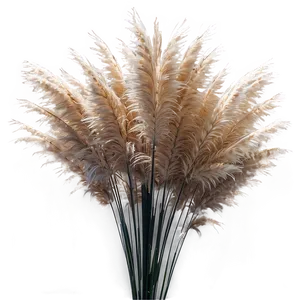 Pampas Grass Closeup PNG Qcb51