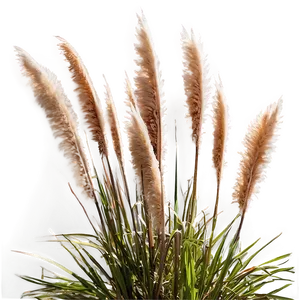 Pampas Grass Closeup Png Vgf51 PNG image