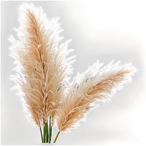 Pampas Grass Crown PNG 06272024 PNG