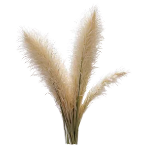 Pampas Grass Crown PNG 06272024