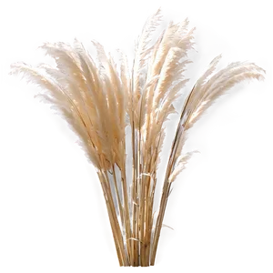 Pampas Grass Crown PNG 06272024 PNG