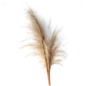 Pampas Grass D