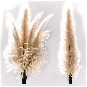 Pampas Grass Decor Idea PNG Tnv PNG