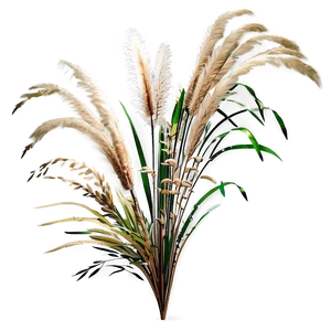 Pampas Grass Decoration Png 48 PNG image