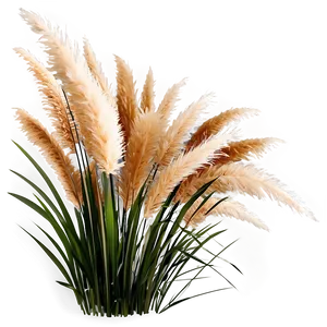 Pampas Grass Decoration PNG Kuu43 PNG