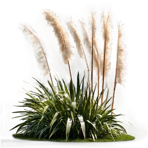 Pampas Grass Garden Png 06122024 PNG image