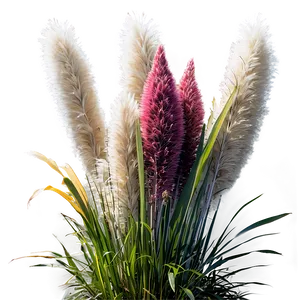Pampas Grass Garden PNG 83 PNG