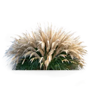 Pampas Grass Garden PNG Aec PNG
