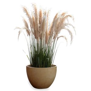 Pampas Grass In Pot PNG 6