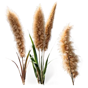 Pampas Grass In Wind PNG 06122024