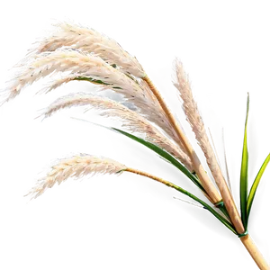 Pampas Grass In Wind Png 06122024 PNG image