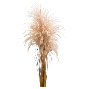 Pampas Grass In Wind Png 39 PNG image