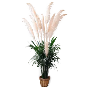 Pampas Grass Interior PNG 06272024 PNG