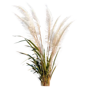 Pampas Grass On Beach Png 61 PNG image