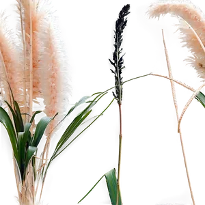 Pampas Grass On Beach PNG 61