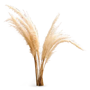 Pampas Grass On Beach PNG 72