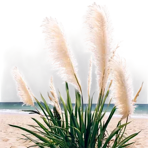 Pampas Grass On Beach Png Srn95 PNG image