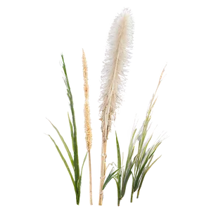 Pampas Grass Outline PNG Cqw
