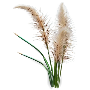 Pampas Grass Outline PNG Lhv