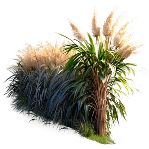 Pampas Grass Pathway PNG 64