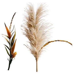 Pampas Grass Seed PNG Gdg37 PNG