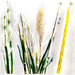 Pampas Grass Seed PNG Jcp PNG