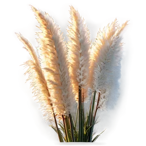 Pampas Grass Sunset PNG 06122024