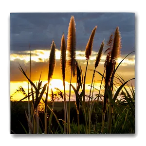 Pampas Grass Sunset PNG 7