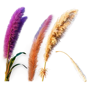 Pampas Grass Sunset PNG Jmi32 PNG