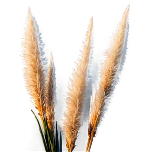 Pampas Grass Sunset PNG Ppt41 PNG