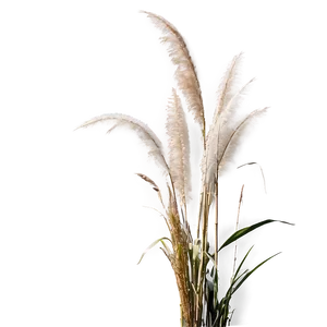 Pampas Grass With Dew Png 39 PNG image