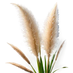 Pampas Grass With Dew PNG Lwb16 PNG
