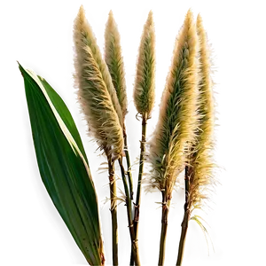 Pampas Grass With Dew PNG Wup28 PNG