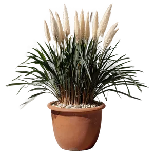 Pampas In Pot PNG Gac PNG