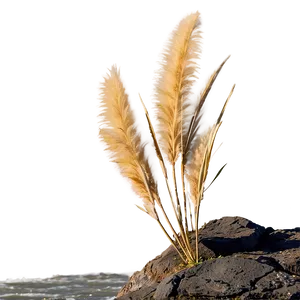 Pampas On Cliff PNG 06272024 PNG